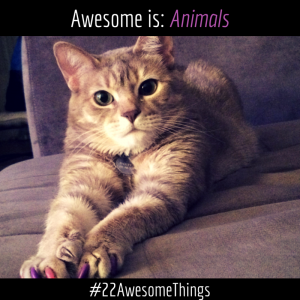 Cat Photo 22 Awesome Things Eastmark